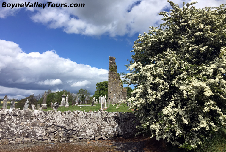 Ardmulchan Hawthorn White Thorn