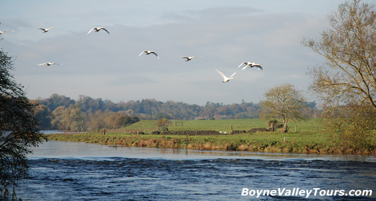 Swans flying above the River Boyne at Rossnaree