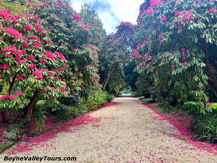  Rhododendrons in bloom at Kilmacurragh Botanic Gardens in Wicklow